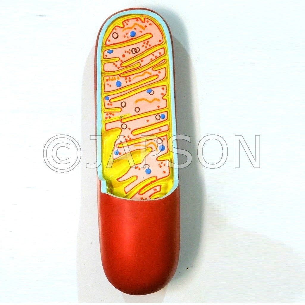 Model, Mitochondria, 3D Model, Mitochondria, 3D
